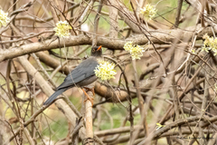 Turdus simillimus
