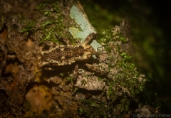 Poropterus angustatus