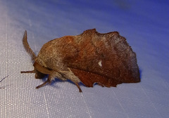 Phyllodesma occidentis