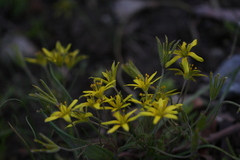 Gagea lutea