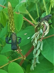 Anoplocnemis curvipes