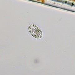Entosiphon