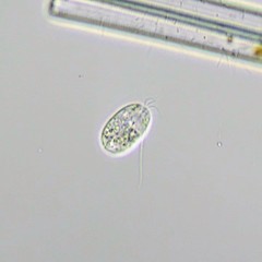 Entosiphon