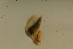 Eulimnadia