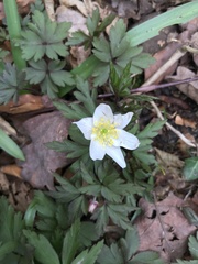 Anemonoides nemorosa