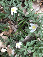 Anemonoides nemorosa