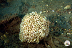 Hexaplex trunculus