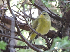 Leiothlypis celata lutescens