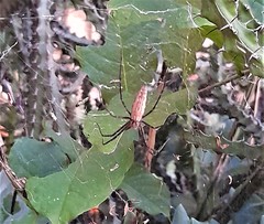 Euprosthenops
