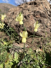 Narcissus triandrus pallidulus