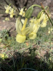 Narcissus triandrus pallidulus