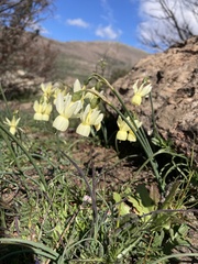 Narcissus triandrus pallidulus