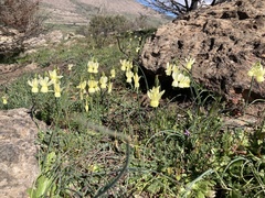 Narcissus triandrus pallidulus