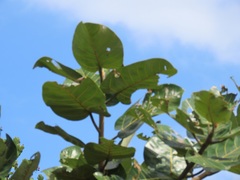 Ficus trichopoda