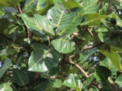 Ficus trichopoda