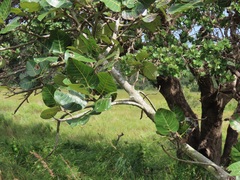 Ficus trichopoda
