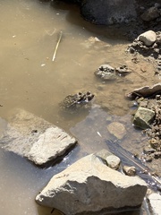 Rhinella atacamensis