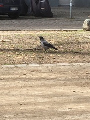 Corvus cornix