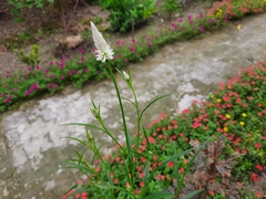 Celosia spicata