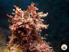 Thylacodes arenarius