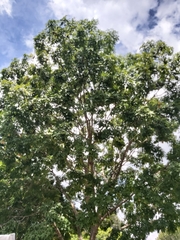 Flindersia australis