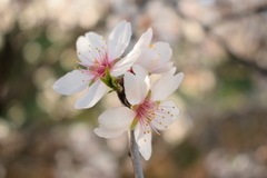 Prunus amygdalus