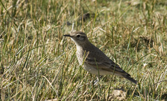 Geositta cunicularia