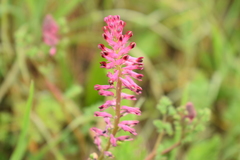 Fumaria officinalis