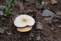 Fungi