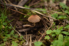 Fungi