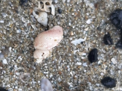 Tricolia