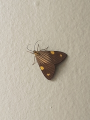 Phaeochlaena lampra