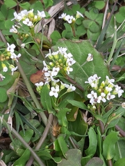 Calepina irregularis