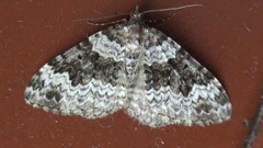 Xanthorhoe disjunctaria