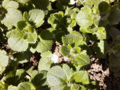 Veronica hederifolia