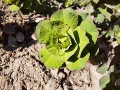 Euphorbia helioscopia