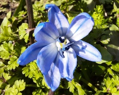 Scilla siberica