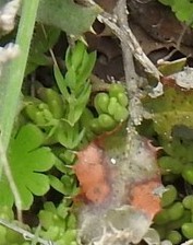 Lysimachia linum-stellatum