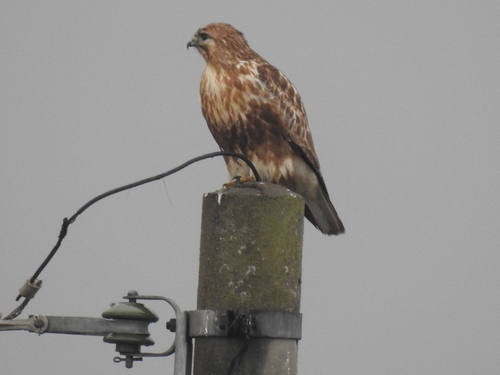 Eastern Buzzard