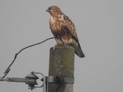 Eastern Buzzard photo 4
