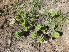 Euphorbia helioscopia