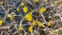 Cornus mas