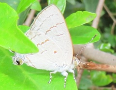 Hypolycaena philippus