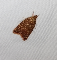 Syringoseca rhodoxantha