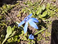 Scilla siberica