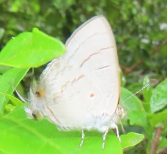 Hypolycaena philippus