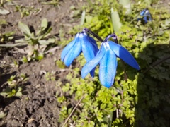 Scilla siberica