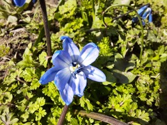 Scilla siberica