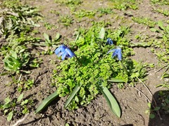 Scilla siberica
