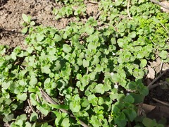 Veronica hederifolia